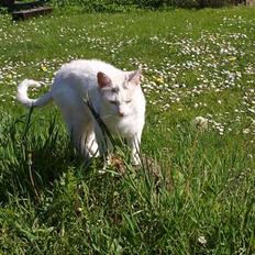 Blanding af racer Cordelia