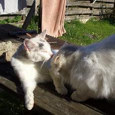 Blanding af racer Cordelia