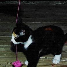 Huskat ***Yazmin*** † død †