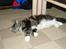 Maine Coon /Huskat Filur
