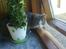 Blanding af racer Bette Mis (R.I.P) - De kan garanteret ikke se mig hvis jeg gemmer mig her bagved denne her plante.. He he
