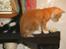 Huskat Garfield - Gad vide hvordan man kommer ned?