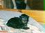 Norsk Skovkat "Muffe" 2001 -  - 2 dage gammel