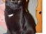 Blanding af racer Lucifer - Min missekat