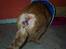 Blanding af racer missi #DØD# - et billede fra Missi havde den der byld..