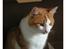 Huskat Felix R.I.P. - Felix elsker alle slags kasser, lige så snart der kommer nye ind skal de straks besøges for at se hvordan de passer ham :)
