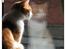 Huskat Felix R.I.P. - Felix er en inde kat pga. den tætte trafik her, men han elsker at sidde og kigge ud over fjorden