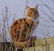 Maine Coon Dk Flying stars julius