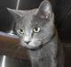 Russian Blue Rocky