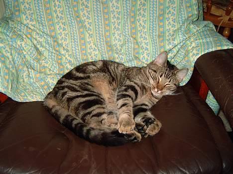 Blanding af racer Emir - Marts 2005 billede 4