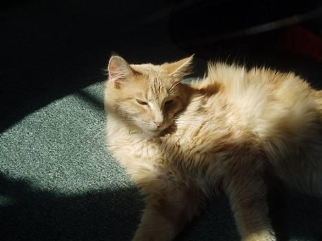 Maine Coon sally - en go "mussefanger" billede 10