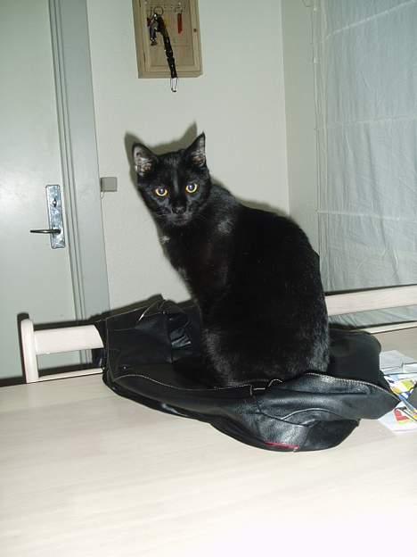 Blanding af racer max billede 10