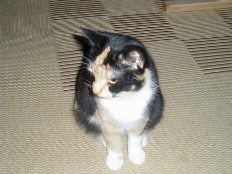 Blanding af racer Minie - Min smukke krop set forfra...? billede 1