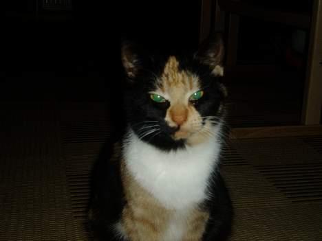 Blanding af racer Minie billede 2