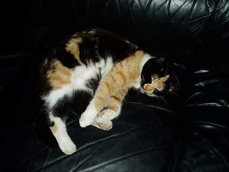 Blanding af racer Minie - jeg ligger lige og sover i sofaen... ? billede 3