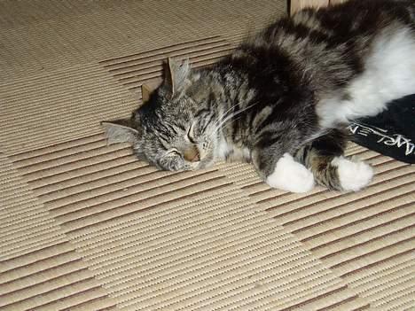 Maine Coon /Huskat Filur billede 4