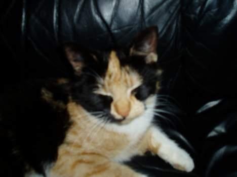 Blanding af racer Minie billede 4