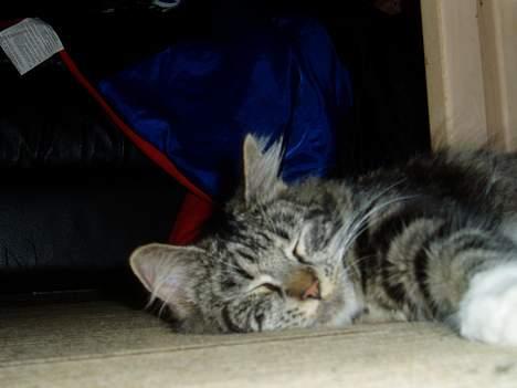 Maine Coon /Huskat Filur billede 5