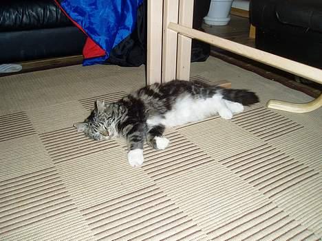 Maine Coon /Huskat Filur billede 7