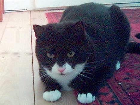 Blanding af racer Lulu - uhh, hva er det? billede 1