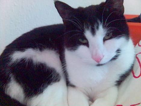 Blanding af racer Mille - afslapning er det bedste jeg ved billede 1