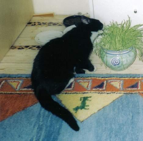 Blanding af racer Lulu - gnask, gnask, gnask billede 2