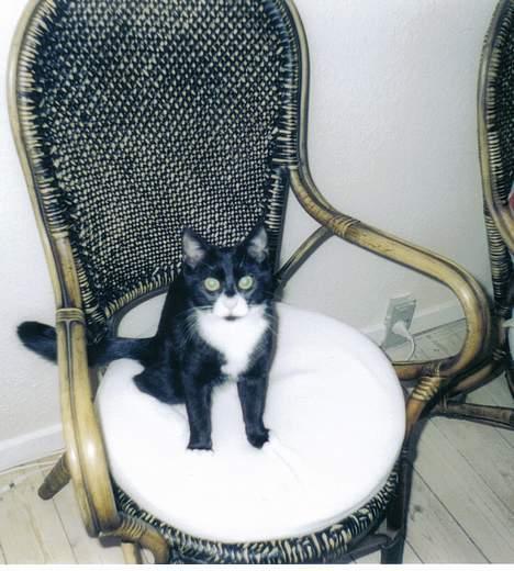 Blanding af racer Lulu - hvad glor du på! billede 3