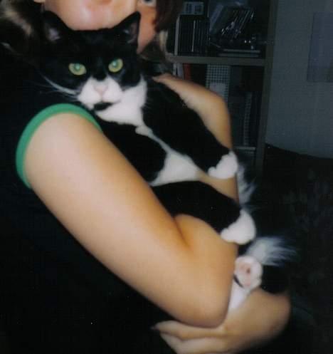 Blanding af racer Lulu - hmm.. hvorfor skal jeg sidde her? billede 4