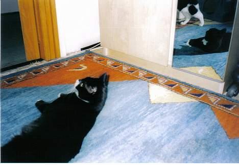 Blanding af racer Lulu - er det bare mig, eller er der to katte bag mig? billede 5