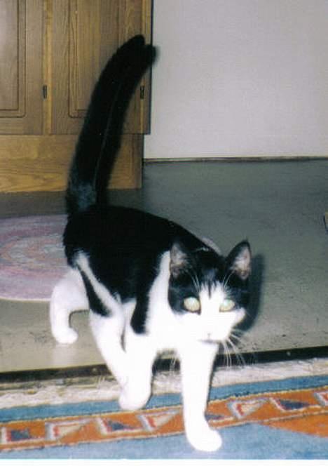 Blanding af racer Mille - hvem er du? billede 3