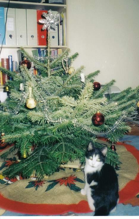 Blanding af racer Mille - "højt for træets grønne top..." billede 4