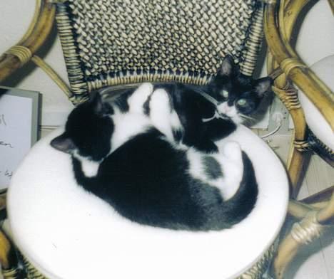 Blanding af racer Mille - hihi.. nu bider jeg dig billede 6