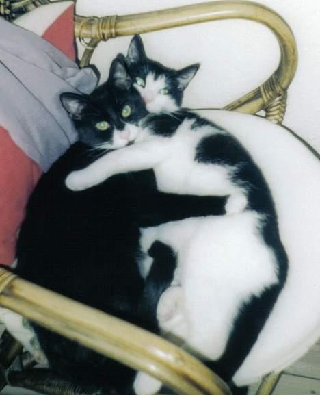 Blanding af racer Mille - der er intet som en bedste ven!´ billede 7