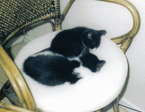 Blanding af racer Mille - man kan vel altid trænge til en lille lur...(-: billede 8