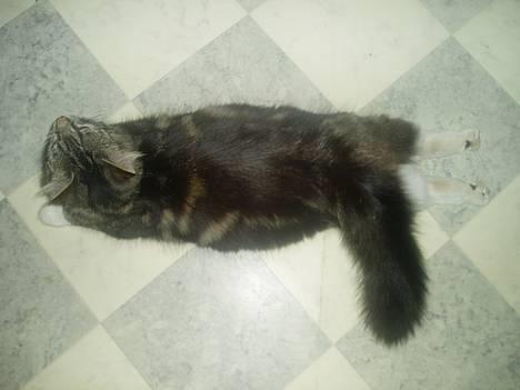 Maine Coon /Huskat Filur - Jeg ved ikke lige helt hvad jeg laver med mine bagben, men sjovt ser det ud... billede 10