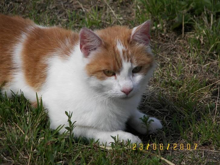 Blanding af racer Freja *Død den 8/9-08* billede 5