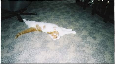 Blanding af racer Freja *Død den 8/9-08* billede 6