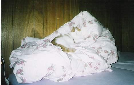 Blanding af racer Freja *Død den 8/9-08* billede 7