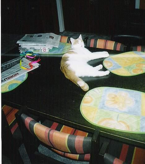 Blanding af racer Freja *Død den 8/9-08* billede 8