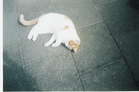 Blanding af racer Freja *Død den 8/9-08* billede 9