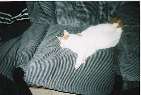 Blanding af racer Freja *Død den 8/9-08* billede 10