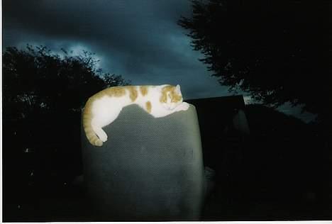 Blanding af racer Freja *Død den 8/9-08* billede 11