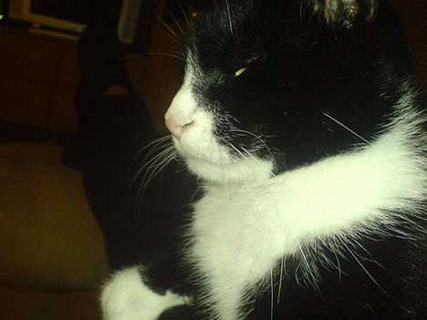 Huskat Emma - Ja det er så min dejlige Emma billede 1