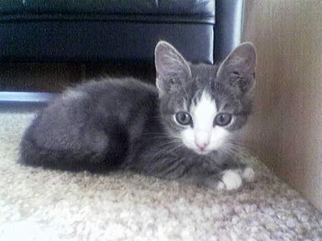 Blanding af racer Bette Mis (R.I.P) - Se lige mig.. billede 1