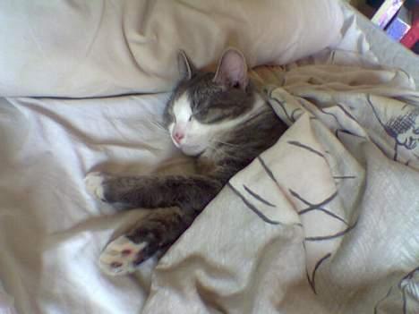 Blanding af racer Bette Mis (R.I.P) - Man bliver sgu træt af alt det damehalløj billede 2