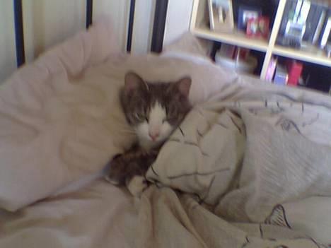 Blanding af racer Bette Mis (R.I.P) - Zzzzz.... billede 3