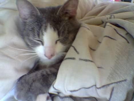 Blanding af racer Bette Mis (R.I.P) - Er jeg ikke bare sød når jeg sover..? billede 4