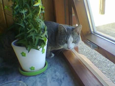 Blanding af racer Bette Mis (R.I.P) - De kan garanteret ikke se mig hvis jeg gemmer mig her bagved denne her plante.. He he billede 5