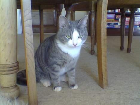 Blanding af racer Bette Mis (R.I.P) - Jeg er ikke sur, jeg er skuffet.. MEGET skuffet.. billede 6