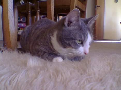 Blanding af racer Bette Mis (R.I.P) - Snart så angriber jeg, men hvor er mit bytte..? billede 7